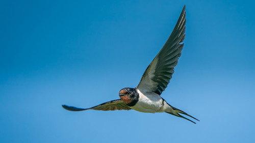 Springwatch Season 23 Episode 10 - Episode 7
