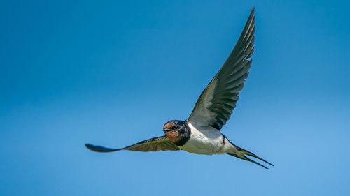 Springwatch Season 23 Episode 10 - Episode 7