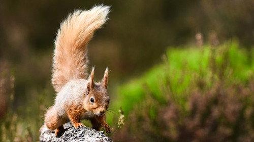 Springwatch Season 17 Episode 9 - Episode 9