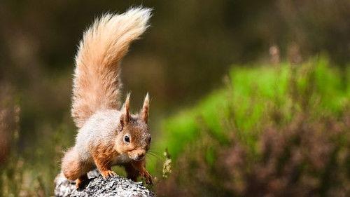 Springwatch Season 17 Episode 9 - Episode 9