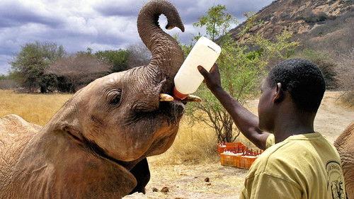 Elephant Diaries Season 1 Episode 3 - Episode 3