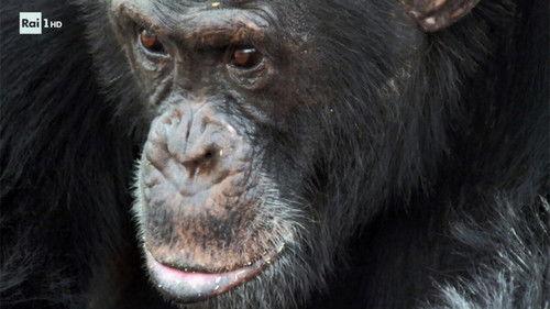 Superquark Season 26 Episode 6 - Childhood obesity, volcanoes, autism