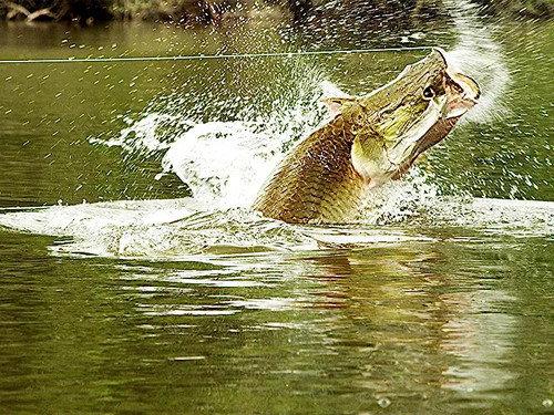 River Monsters Season 6 Episode 6 - Body Snatcher