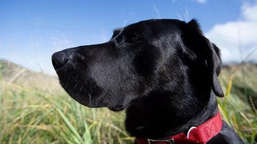 Port Protection Alaska Season 8 Episode 5 - The Dog Show
