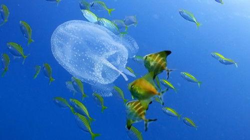 Reef School Season 1 Episode 15 - Space Explorers