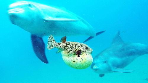 Spy in the Wild Season 1 Episode 4 - Mischief