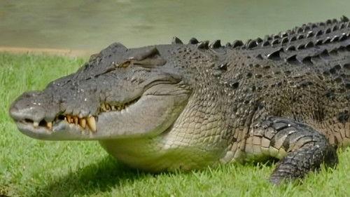 Crikey! It's the Irwins Season 3 Episode 7 - Robert And Big Bad Bosco