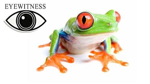 Eyewitness Season 1 Episode 1 - Amphibian