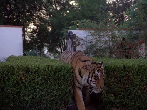 Matt Houston Season 1 Episode 13 - The Purrfect Crime