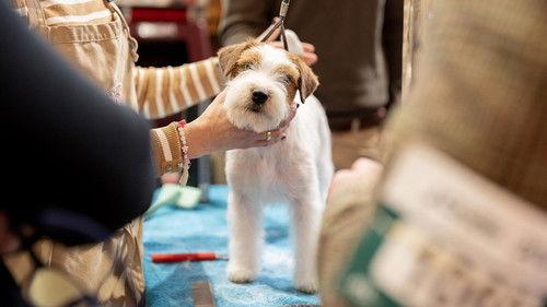 Crufts Season 15 Episode 12 - 2025 Day 4 - Best in Show