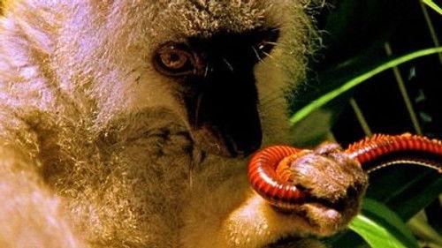 Weird Nature Season 1 Episode 6 - Peculiar Potions