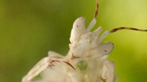 Micro Monsters with David Attenborough Season 1 Episode 3 - Courtship