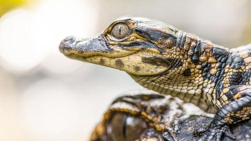 The Americas Season 1 Episode 6 - The Gulf Coast