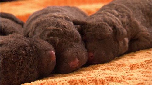 Too Cute Season 4 Episode 5 - Fluffy Pups and Tater Tots