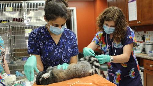 Dr. K's Exotic Animal ER Season 1 Episode 4 - Leave It to Lemur