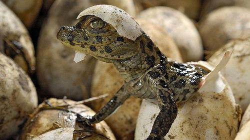 Life in Cold Blood Season 1 Episode 5 - Armoured Giants