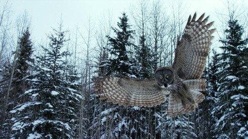 Nature Season 41 Episode 2 - Canada: Surviving the Wild North