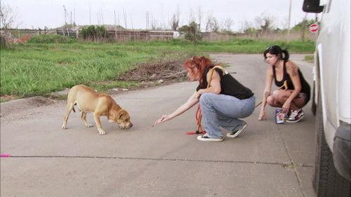 Pit Bulls and Parolees Season 4 Episode 2 - Face Off