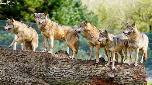 Animal Park Season 22 Episode 13 - Summer 2023: Episode 13