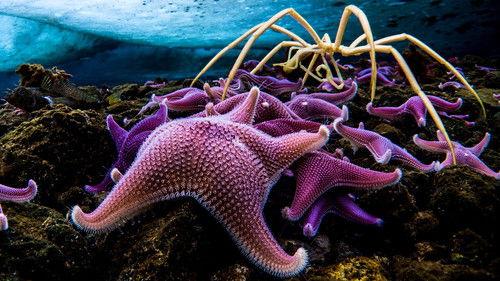 Seven Worlds, One Planet Season 1 Episode 1 - Antarctica