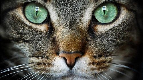 NOVA Season 47 Episode 3 - Cat Tales