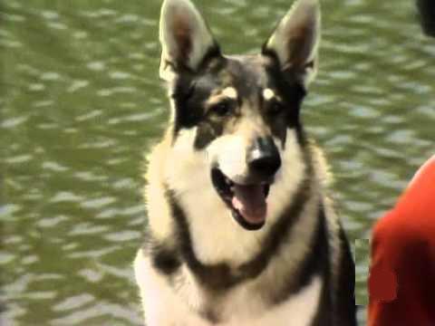 The Littlest Hobo Season 4 Episode 5 - Finders Keepers