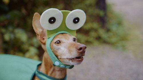 Bo Bear Season 1 Episode 6 - Episode 6