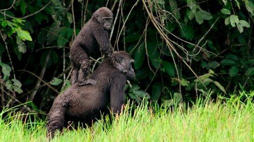 Our Planet Season 1 Episode 3 - Jungles