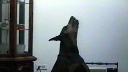 Funniest Pets & People Season 1 Episode 4 - Snack Time