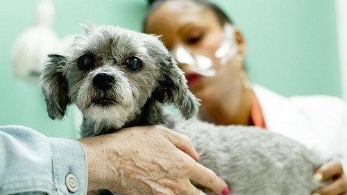 Pop Goes the Vet with Dr. Joya Season 1 Episode 5 - Beam Me Up, Snotty