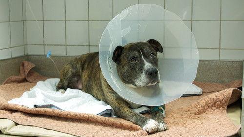 Hôpital vétérinaire Season 5 Episode 5 - Episode 5