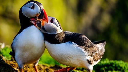 Background image for The Yorkshire Moors: A Wild Year