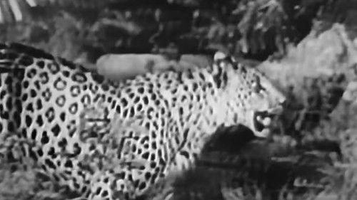 Sheena: Queen of the Jungle Season 1 Episode 15 - The Leopard Men