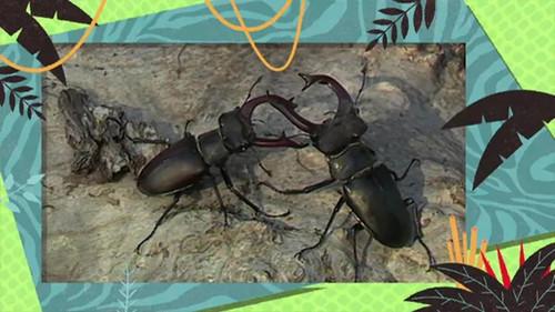 Kukurota Season 2 Episode 5 - Episode 5