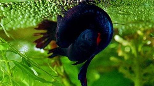 Weird Nature Season 1 Episode 3 - Fantastic Feeding