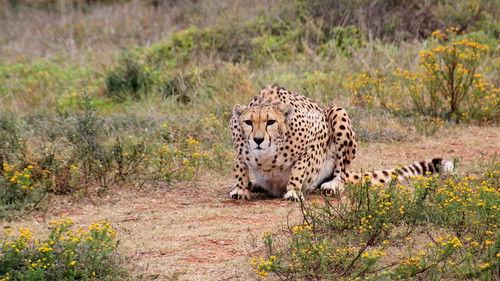 Nature Season 17 Episode 11 - Serengeti Stories