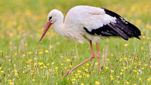 Springwatch Season 18 Episode 12 - Episode 12