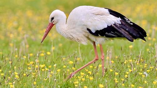 Springwatch Season 18 Episode 12 - Episode 12