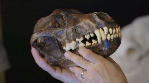 Background image for Simply the Beast