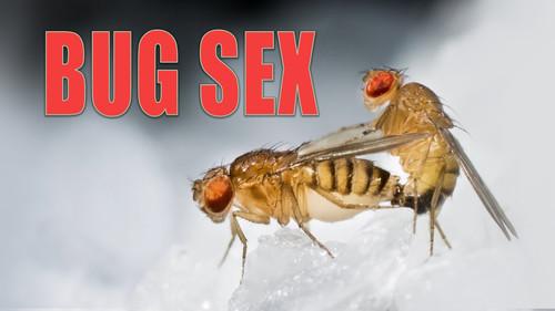 The Nature of Things Season 62 Episode 9 - Bug Sex