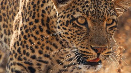 Mammals Season 1 Episode 1 - Dark