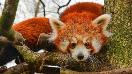 The Secret Life of the Zoo Season 4 Episode 2 - Baby Rhino Due Date