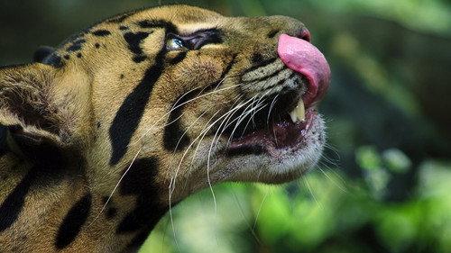 Animal Season 1 Episode 1 - Big Cats