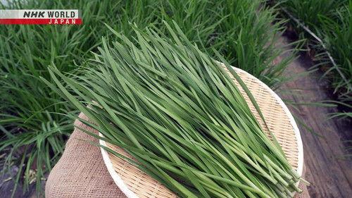 Trails to Oishii Tokyo Season 7 Episode 11 - Nira