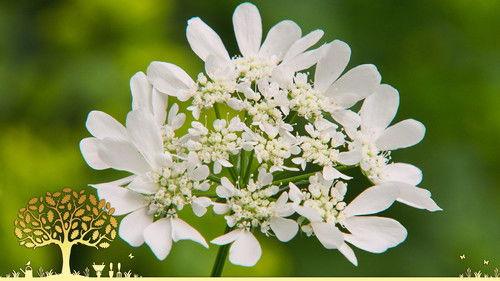 Gardeners' World Season 54 Episode 14 - Episode 14