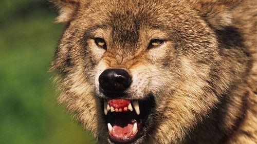 Animal Fight Night Season 5 Episode 2 - Plan of Attack