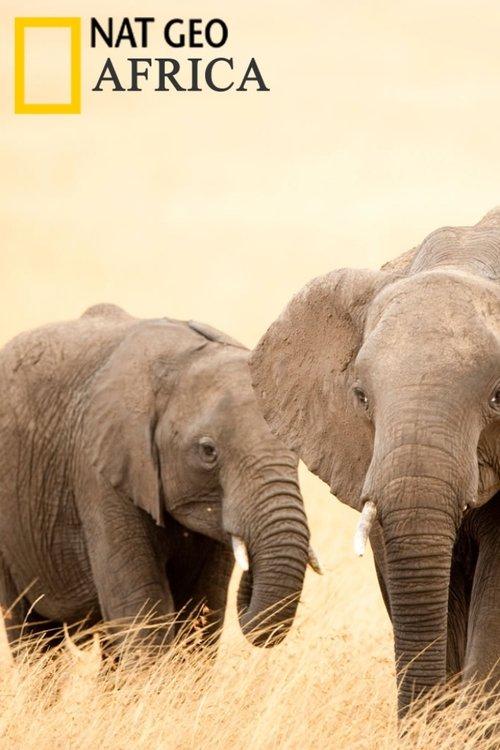 Africa poster
