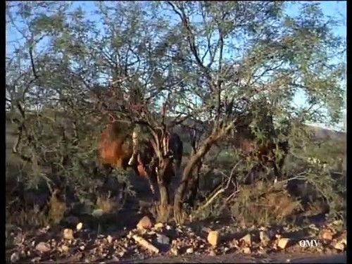 The High Chaparral Season 3 Episode 12 - Alliance