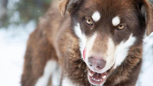 Life Below Zero: Northern Territories Season 1 Episode 3 - Too Close For Comfort