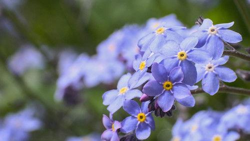 Gardeners' World Season 54 Episode 11 - Episode 11